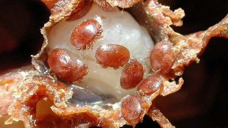 Varroa Mite